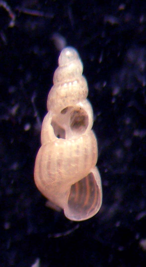 turbonilla
